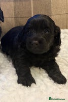 Cockapoo dogs STUNNING F2 COCKAPOO PUPPIES 2 REMAINING 🐾 - Advert 3