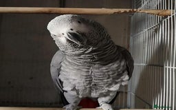 Parrots birds for sale: African grey  - Image 1