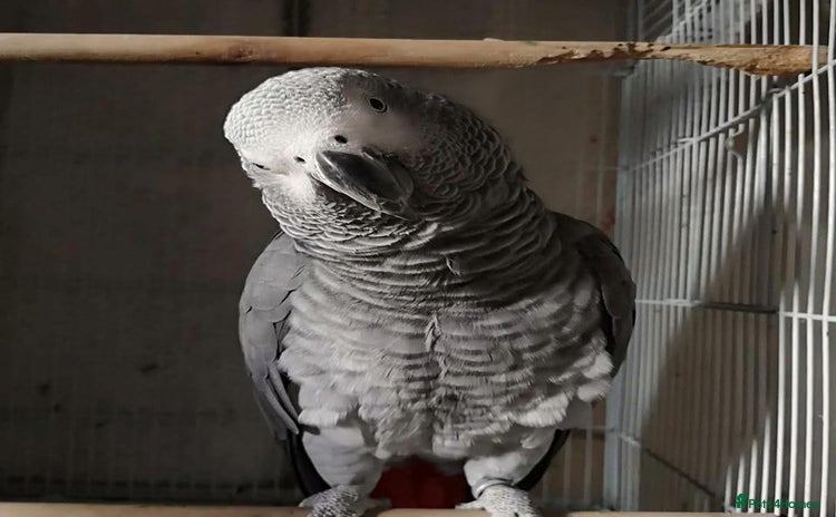 Parrots birds - Advert 1