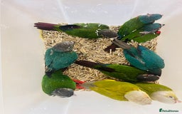 Mixed Breed birds for sale: Various birds for sale - Image 18