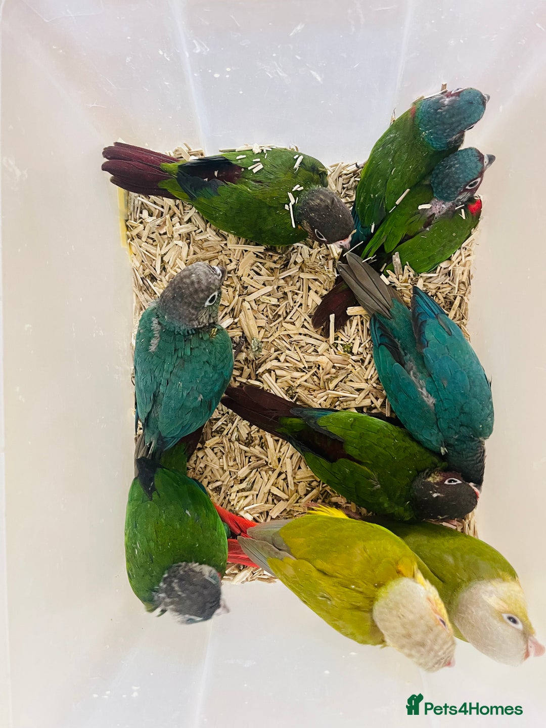 Mixed Breed birds for sale: Various birds for sale - Image 18