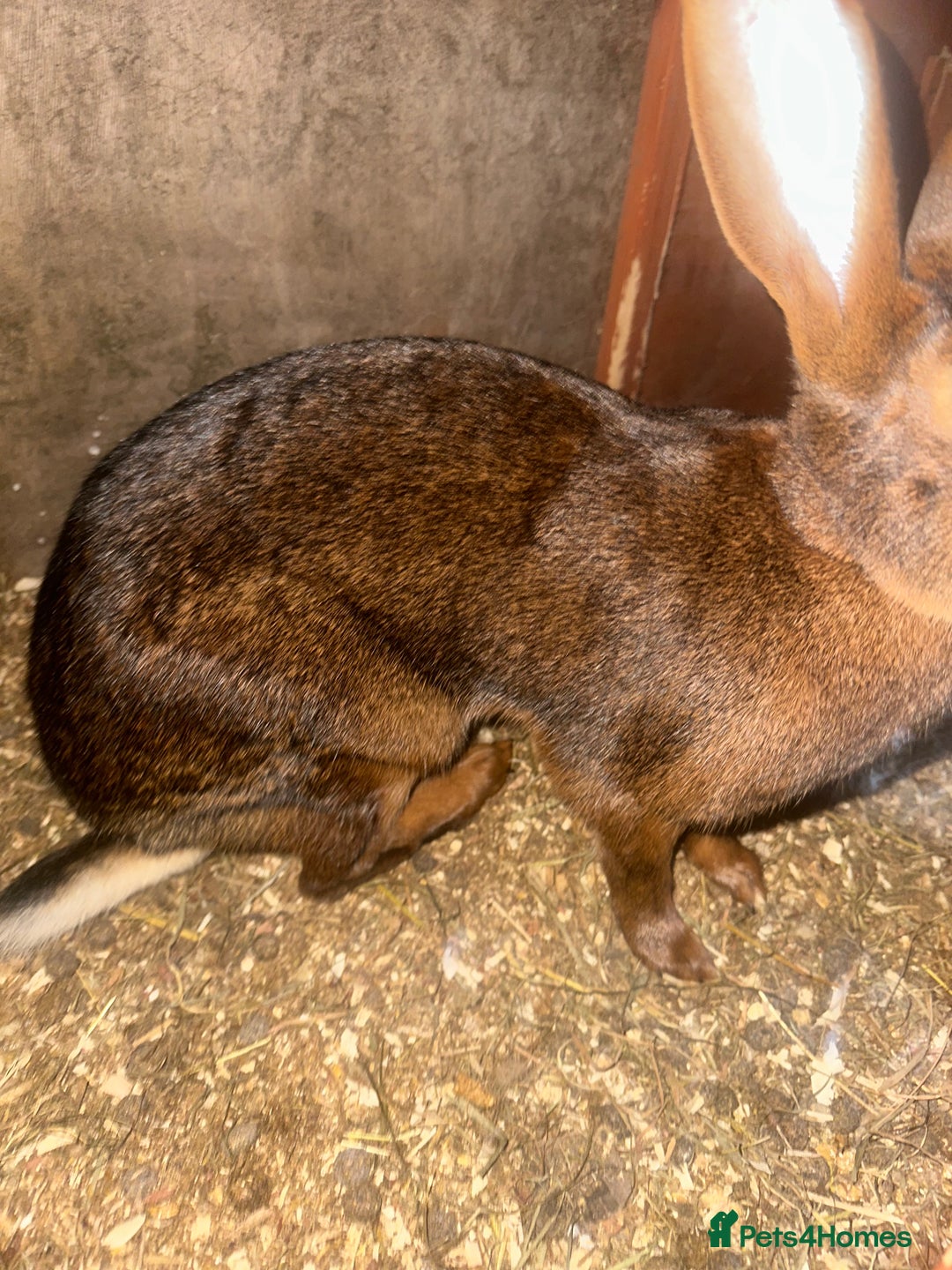 Belgian Hares rabbits for sale: Belgian hares for sale  - Advert 8