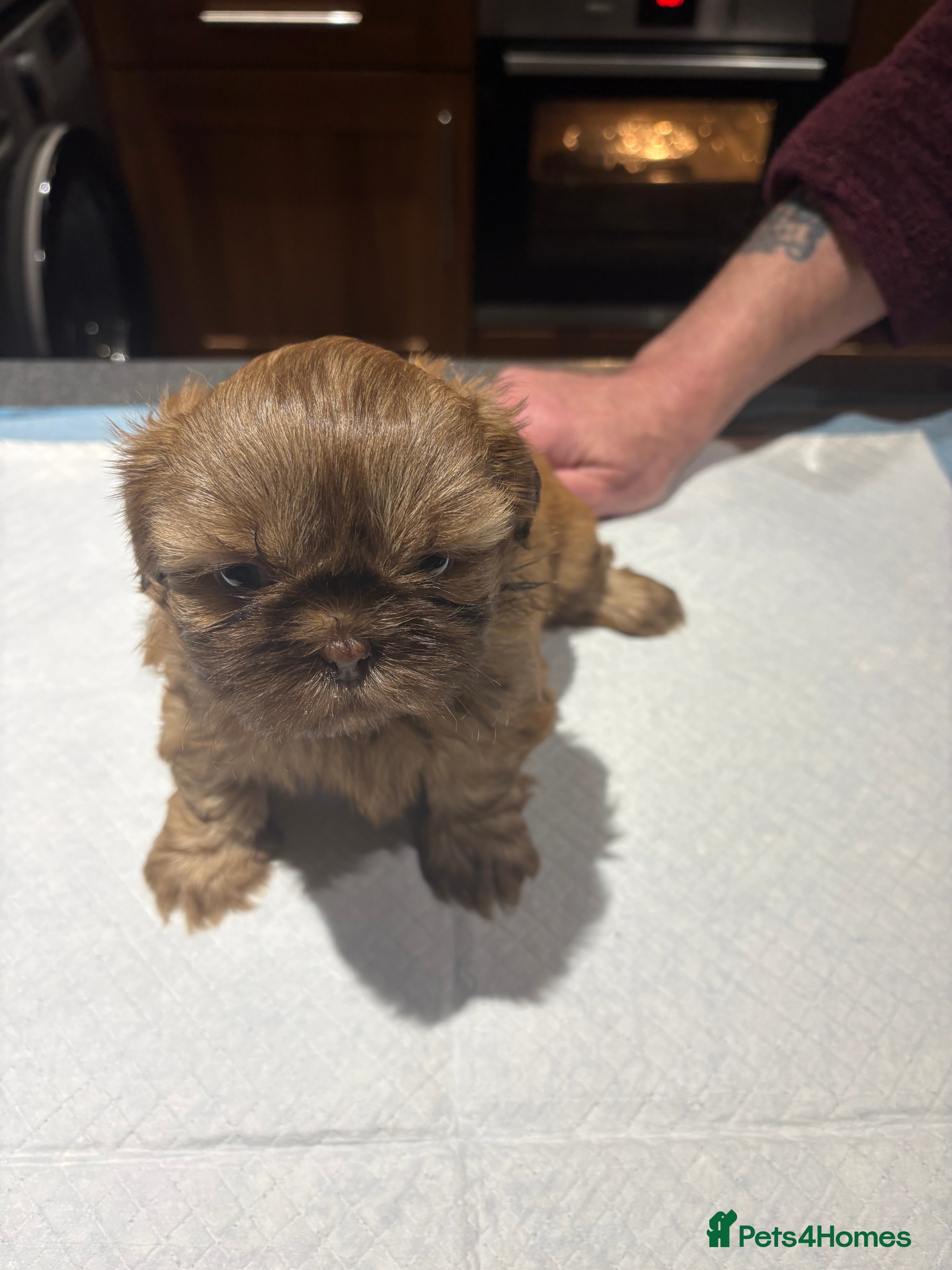 Shih Tzu dogs Karashishi shih tzu - Advert 6