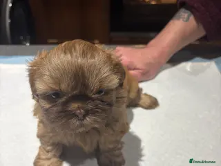 Shih Tzu dogs Karashishi shih tzu - Advert 6