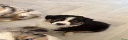 Australian Shepherd dogs for sale: Australian Shepherd Puppies - Advert 3