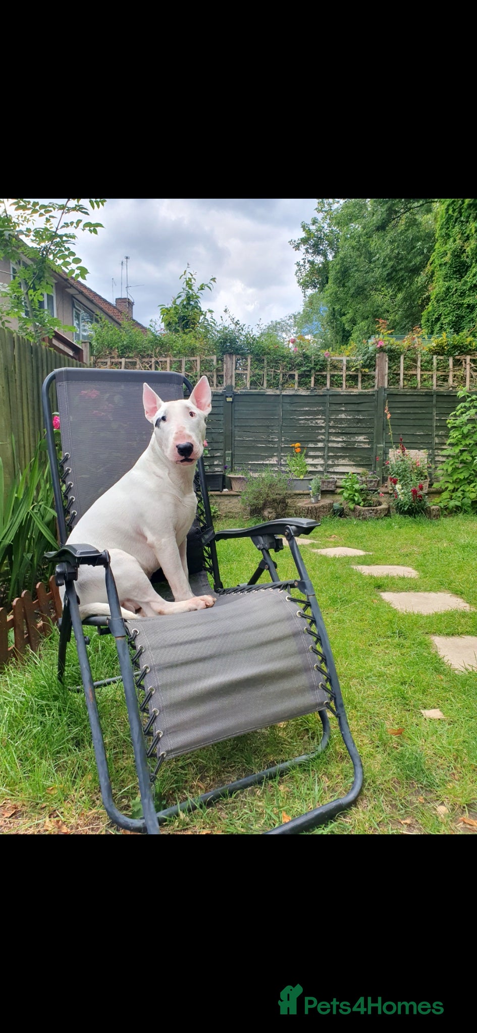 Bull Terrier dogs Tyson  - Advert 5