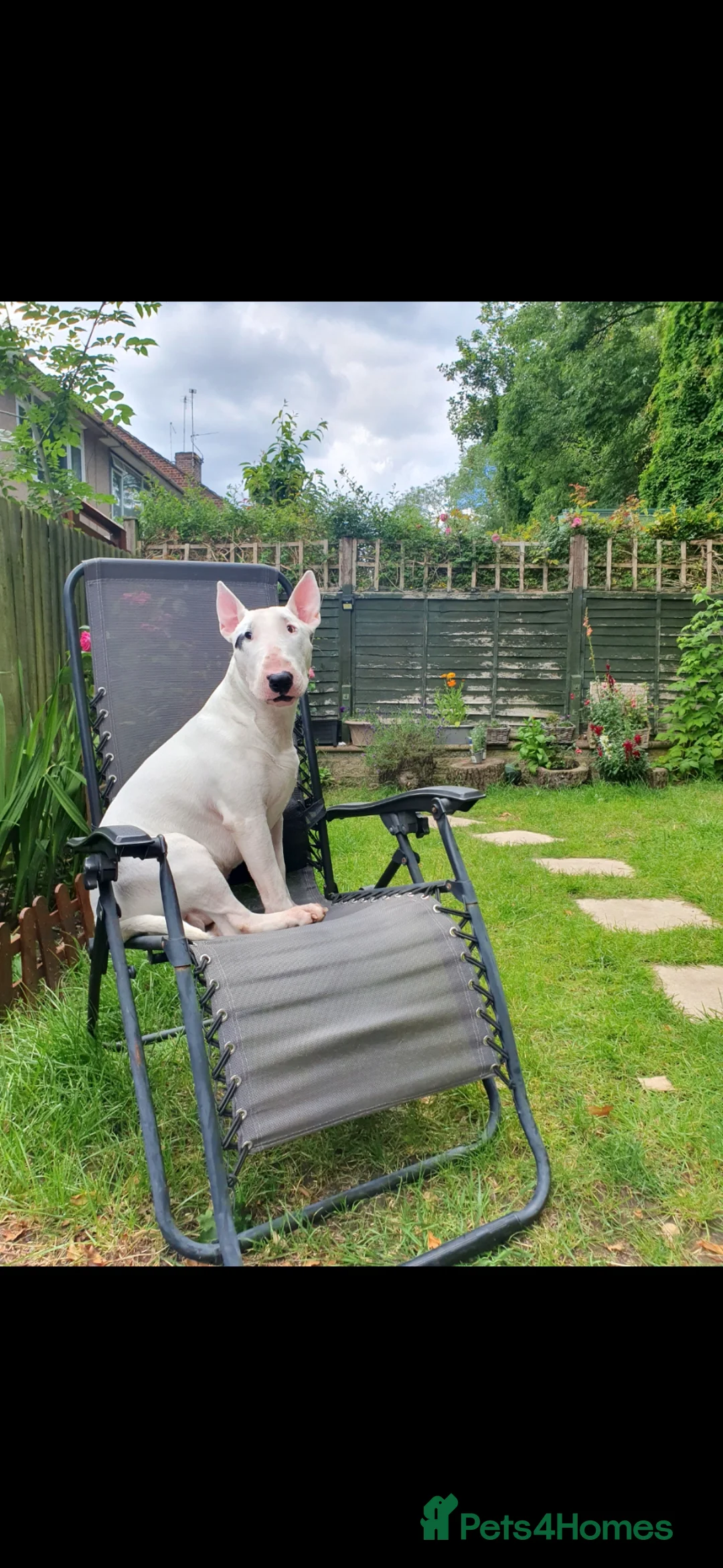 Bull Terrier dogs for stud: Tyson  in Dartford - Advert 1