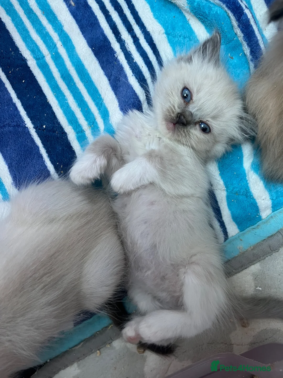 Ragdoll cats for sale: Stunning pure ragdoll kittens ready now in Maldon - Advert 1