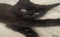 Mixed Breed cats for sale: 4 beautiful kittens for sale  - Image 8