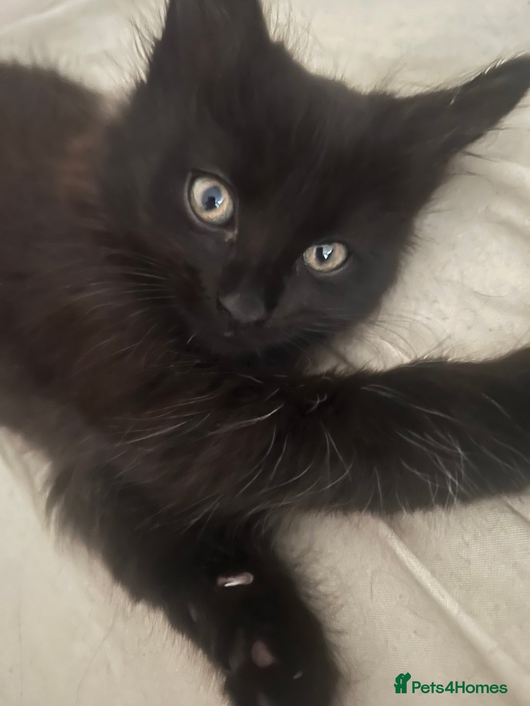 Mixed Breed cats for sale: 4 beautiful kittens for sale  - Image 8