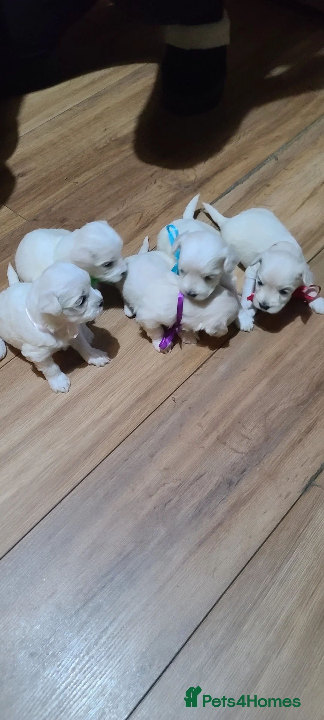 Bichon Frise dogs for sale: 3 beautifuls puppy Bichon Maltese in Leeds - Advert 2