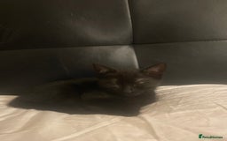 Mixed Breed dogs for sale: kitten - Image 1