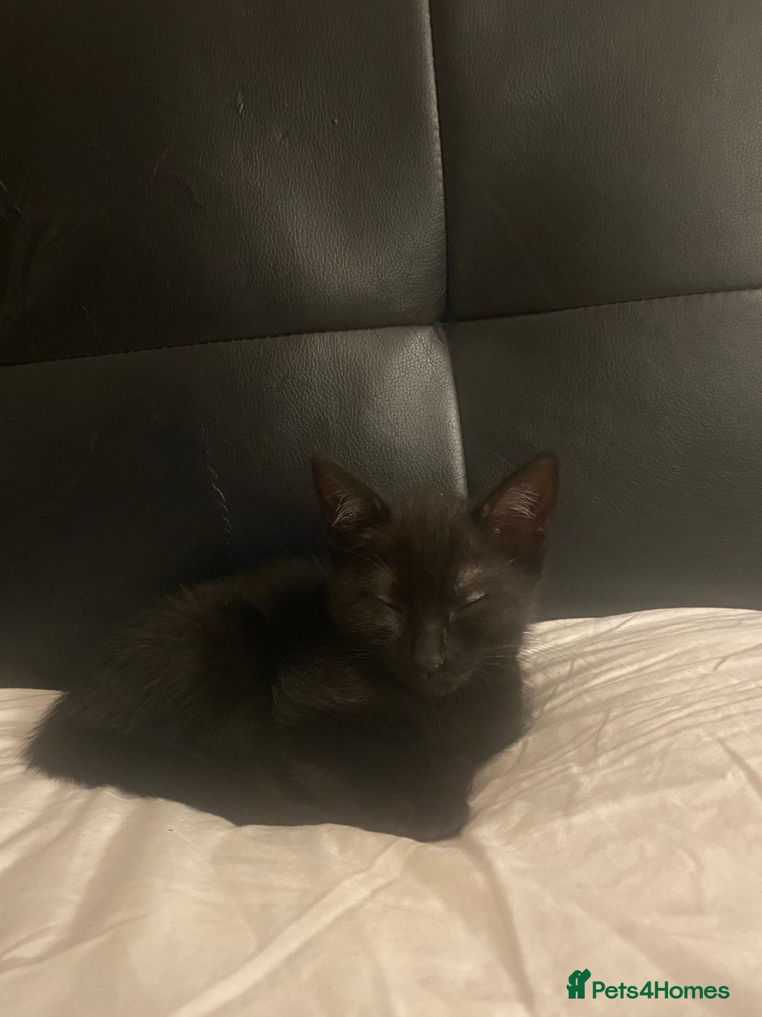 Mixed Breed dogs for sale: kitten - Image 1
