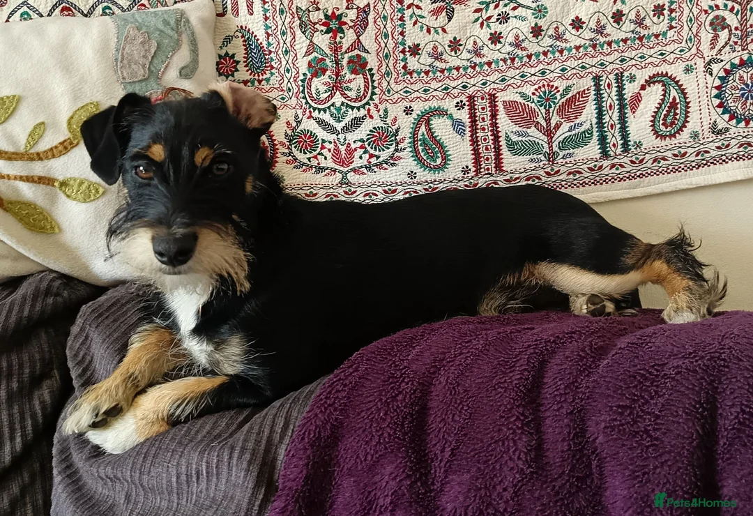 Mixed Breed dogs for sale: Pablo - Advert 1