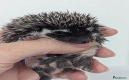 Pygmy Hedgehog rodents for sale: Beautiful litter of Hoglets/Ready to Reserve  - Image 2