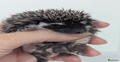 Pygmy Hedgehog rodents - Advert 3