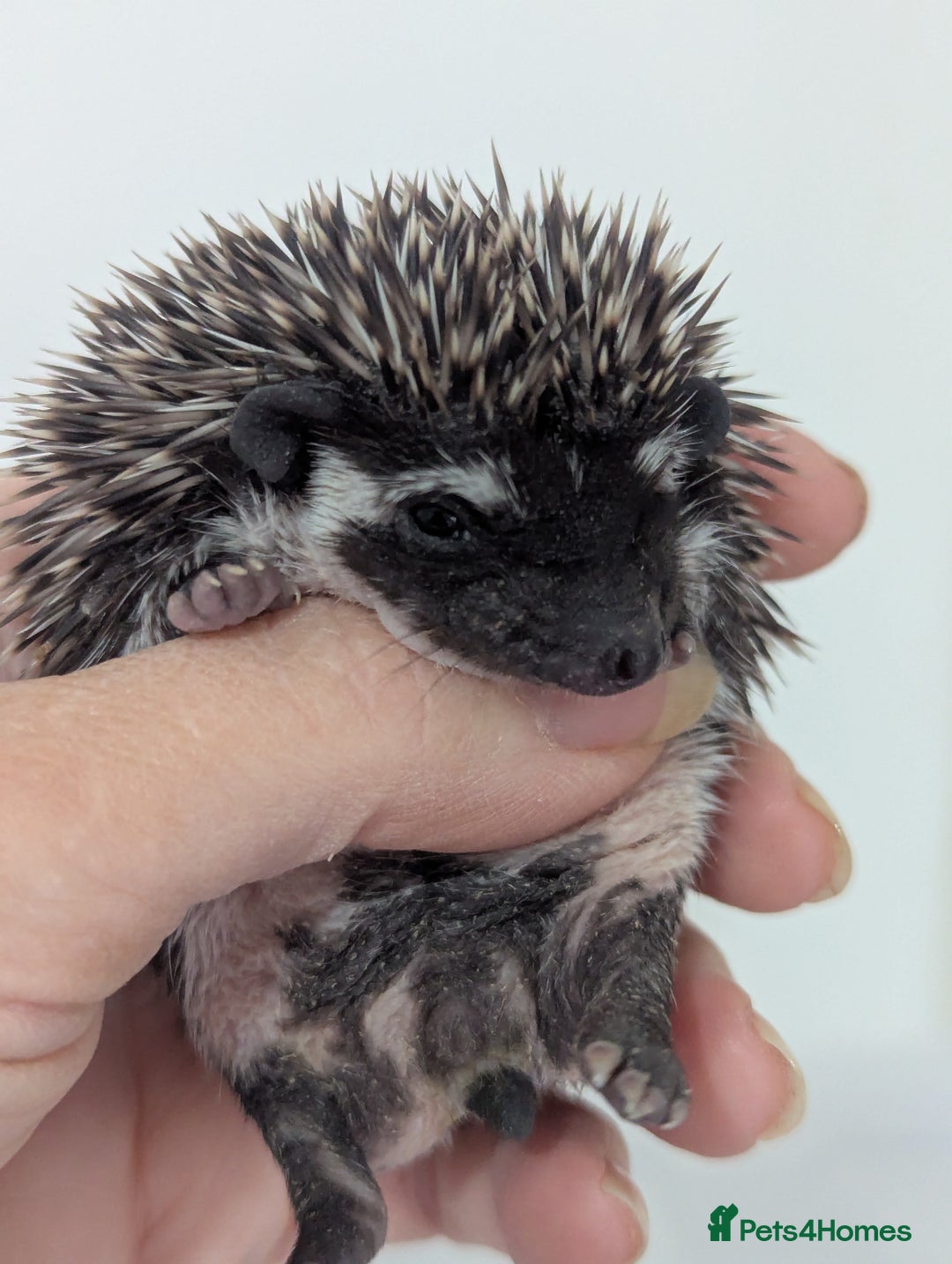 Pygmy Hedgehog rodents for sale: Beautiful litter of Hoglets/Ready to Reserve  - Image 2