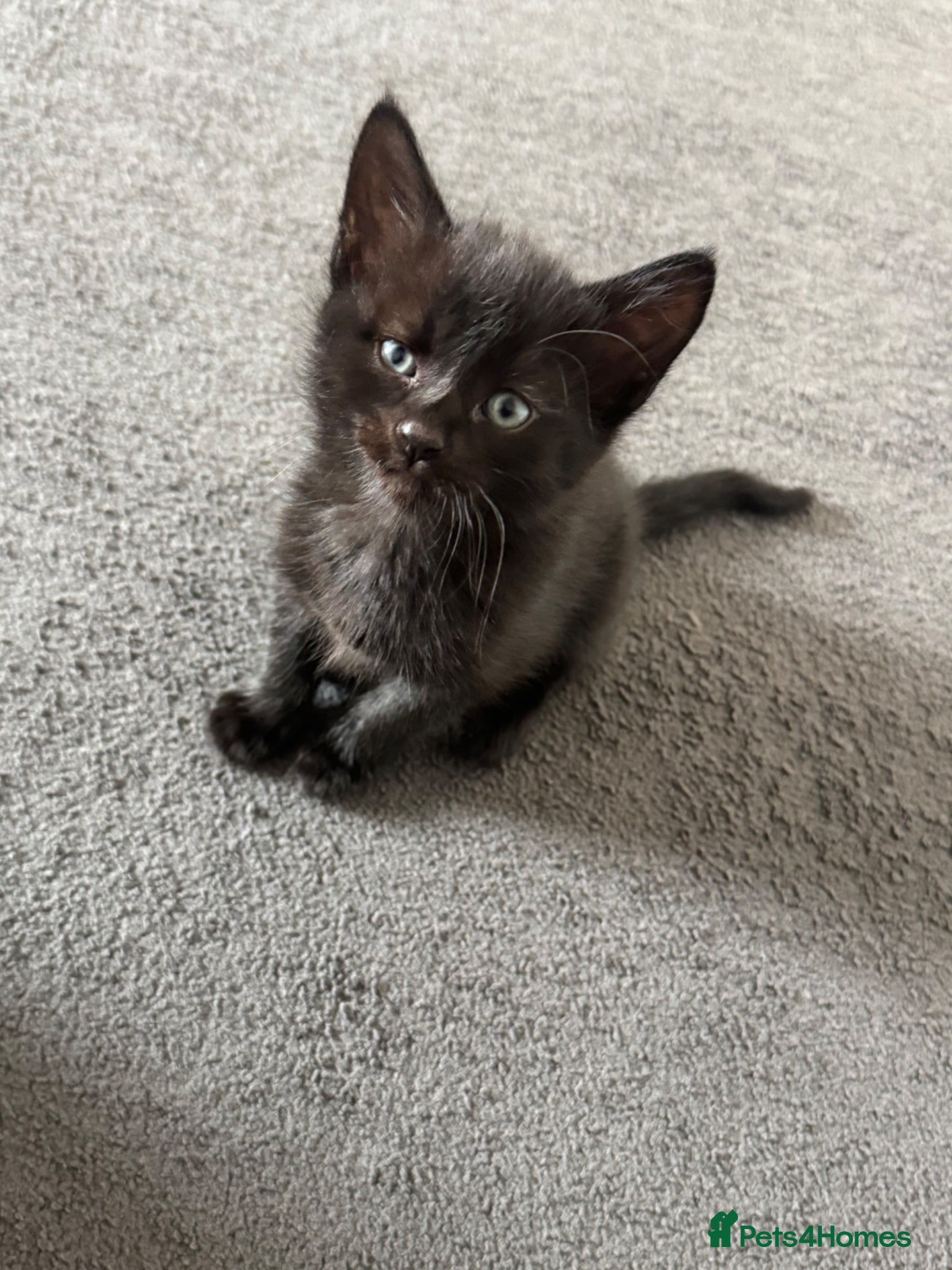 Mixed Breed cats Kittens  - Advert 16