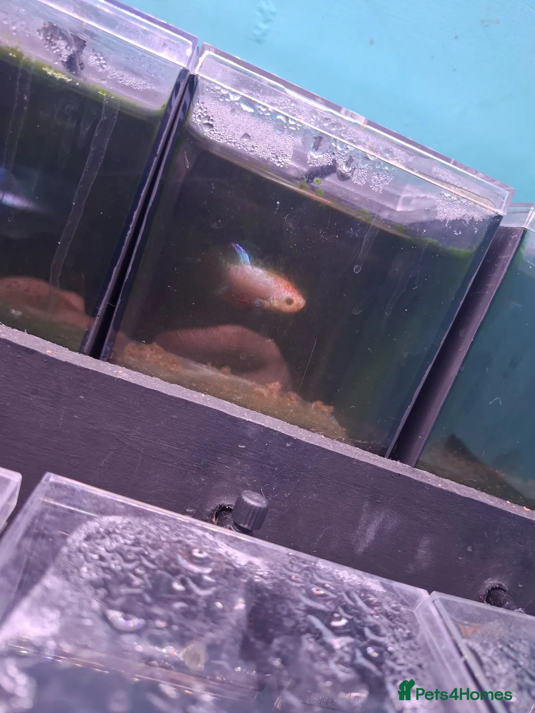 Other/Mixed Breed fish for sale: Male and female Bettas, blue Acaras, shrimp  - Advert 14