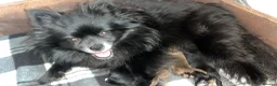 Pomeranian dogs for sale: Tiny Russian Pomeranian Puppies  - Advert 6