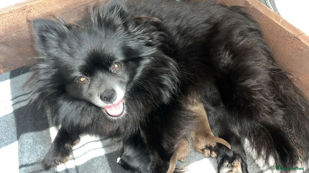 Pomeranian dogs for sale: Tiny Russian Pomeranian Puppies  - Advert 6