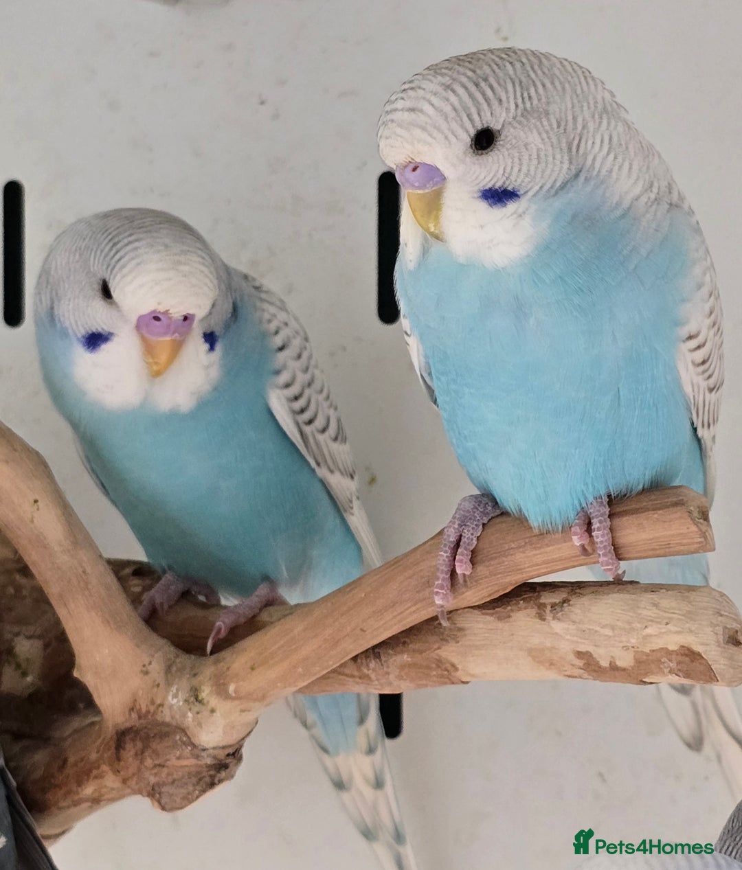 Budgerigars birds for sale: Stunning Baby Budgies available now!!! - Advert 1