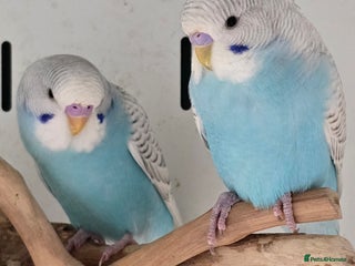 Budgerigars birds Stunning Baby Budgies available now!!! - Advert 1