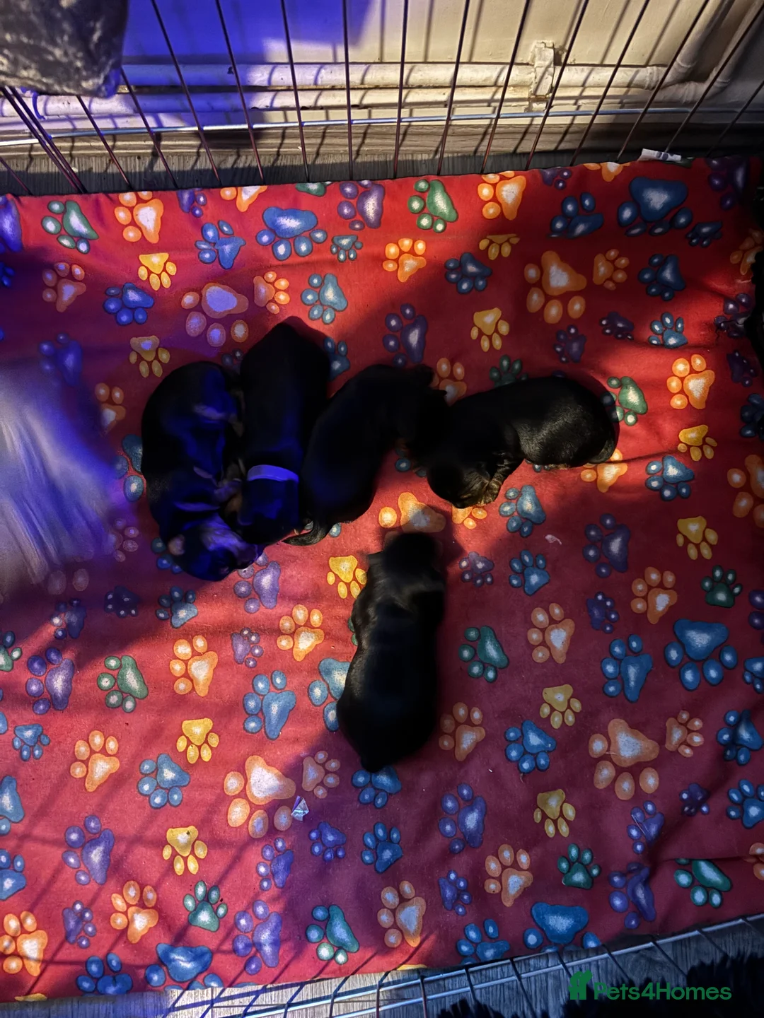 Yorkshire Terrier dogs for sale: ‼️ Litter of 5 Yorkies ‼️ - Advert 2