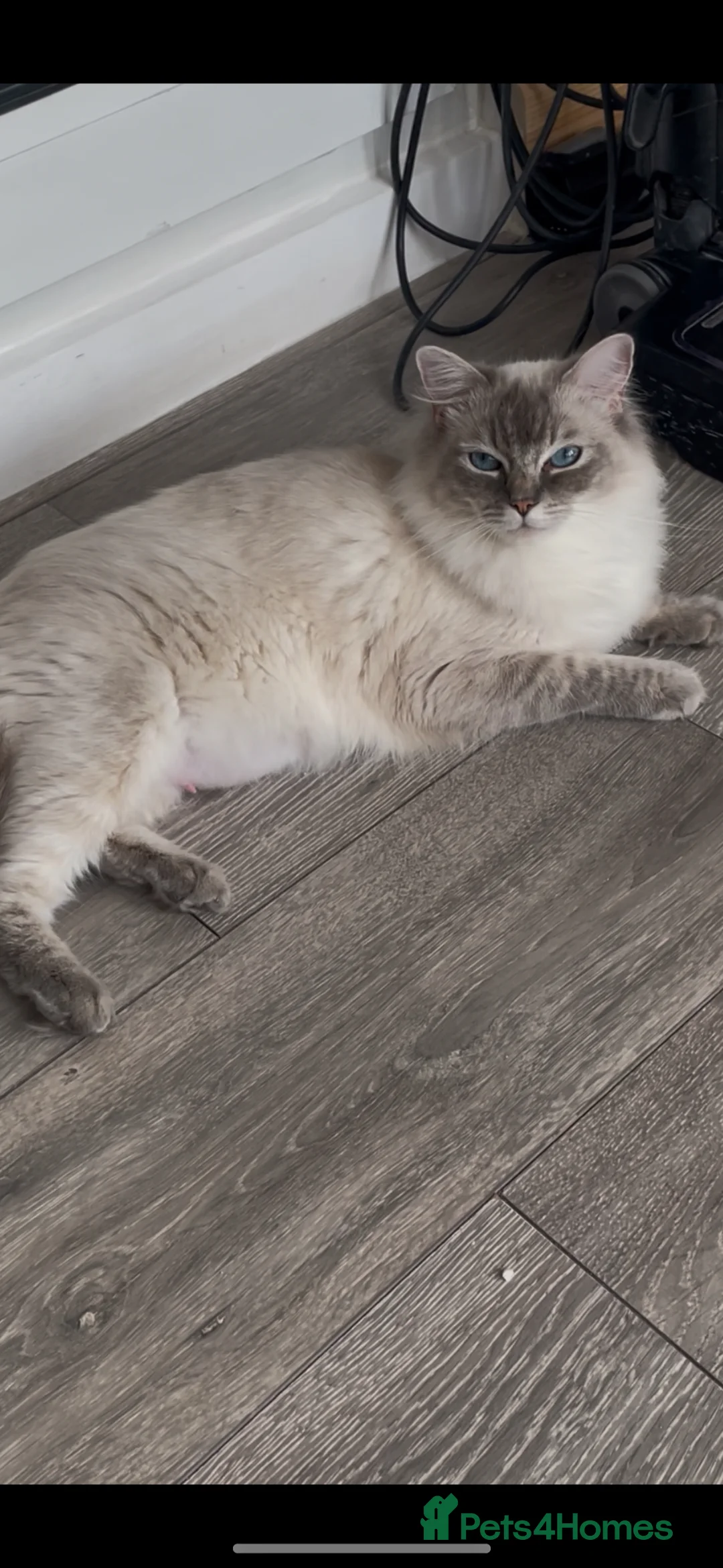 Ragdoll cats for sale: 2 GCCF ACTIVE RAGDOLL FEMALES 18 months, 1 MALE  - Advert 2