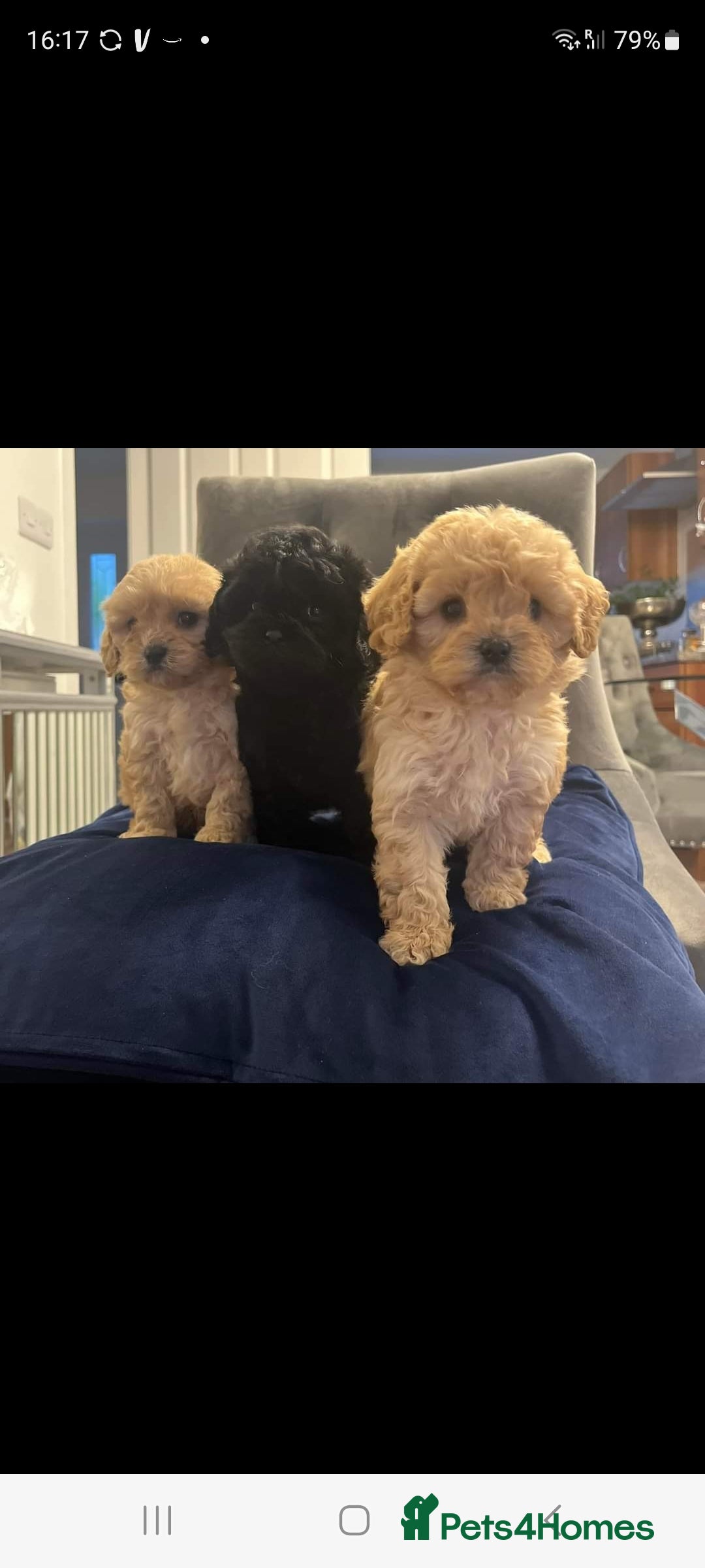 Toy Poodle dogs for stud: Tiny silver kc registered toy poodle stud in Hinckley - Advert 2