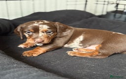 Miniature Dachshund dogs for sale: Beautiful kc mini dachshunds  - Image 15