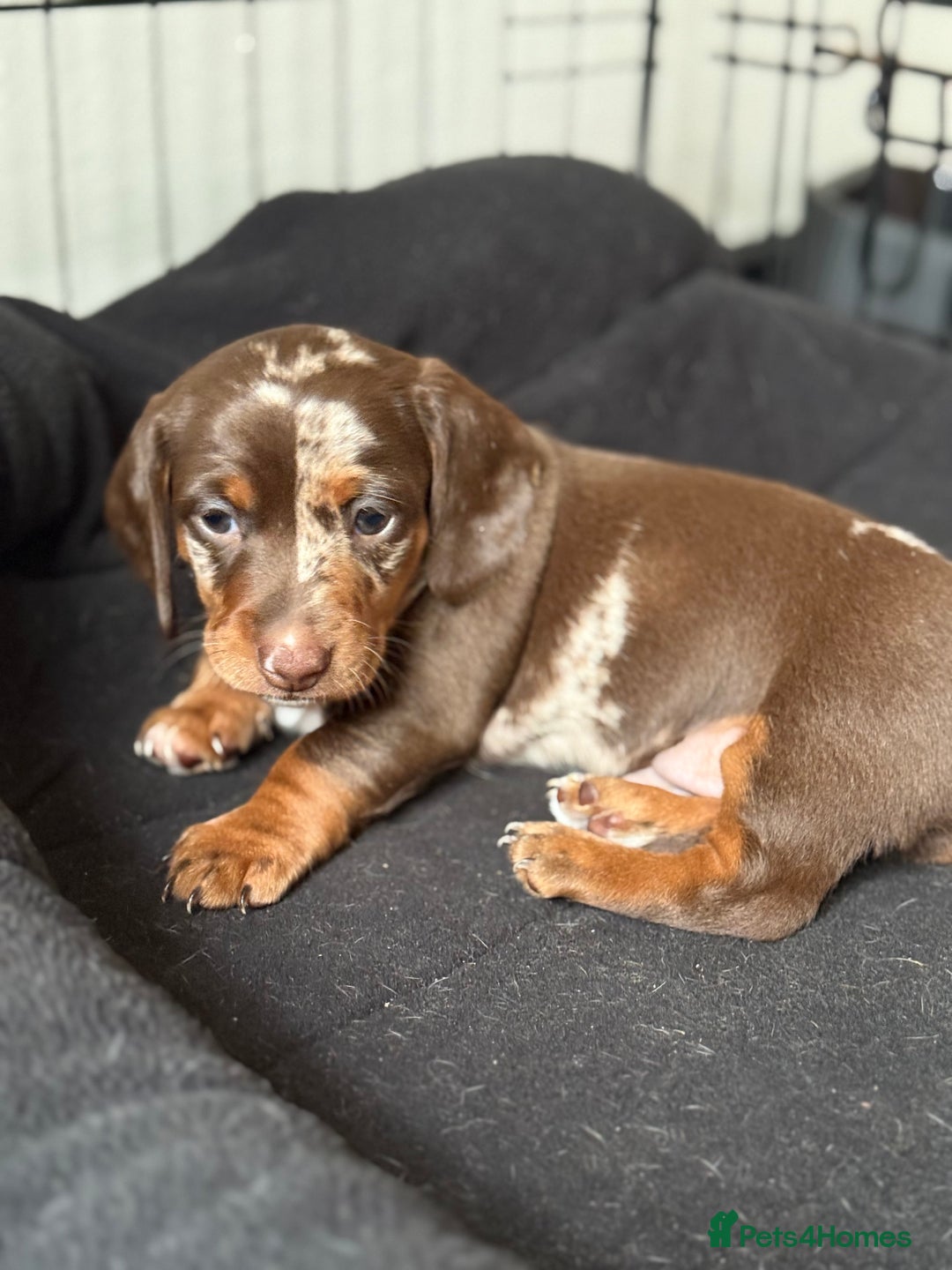 Miniature Dachshund dogs for sale: Beautiful kc mini dachshunds  - Image 15