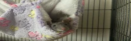 Rat rodents for sale: Female Fancy Rats For Sale in Rotherham - Advert 3