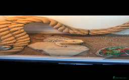 Bearded Dragon reptiles for sale: Female bearded dragon with full set up - Image 4