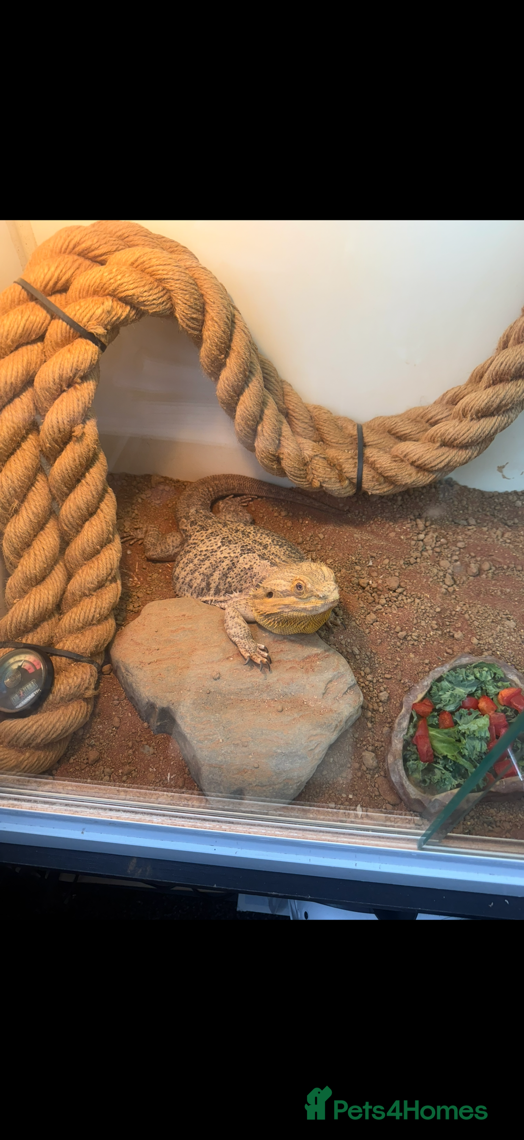 Bearded Dragon reptiles for sale: Female bearded dragon with full set up - Image 4