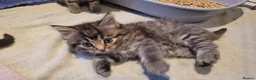 Mixed Breed cats for sale: 5 kittens *2boys**3 girls* available 31st May - Advert 7
