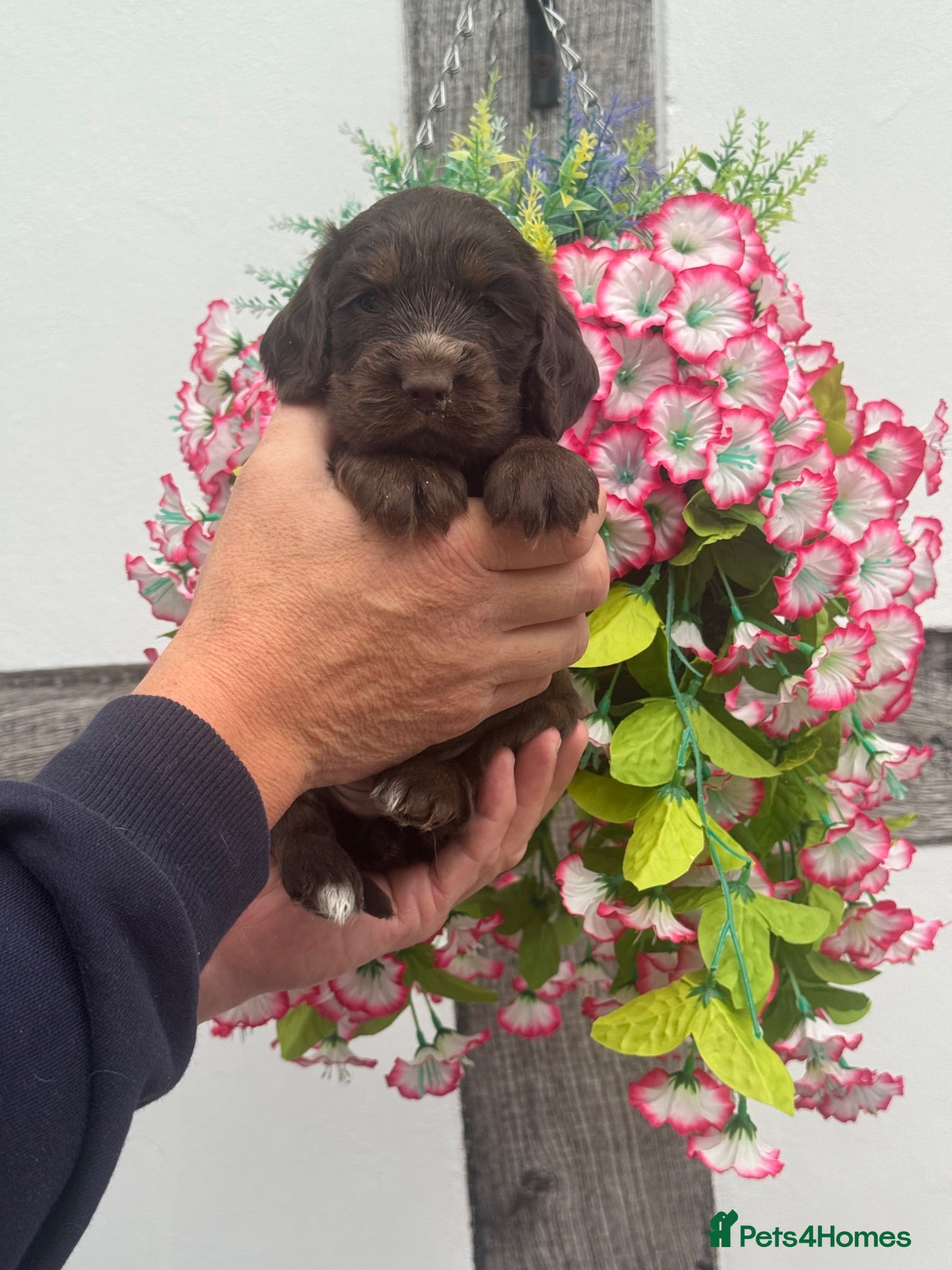 Cocker Spaniel dogs 4 kc reg show cocker spaniel puppies - Advert 1