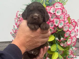 Cocker Spaniel dogs 4 kc reg show cocker spaniel puppies - Advert 1