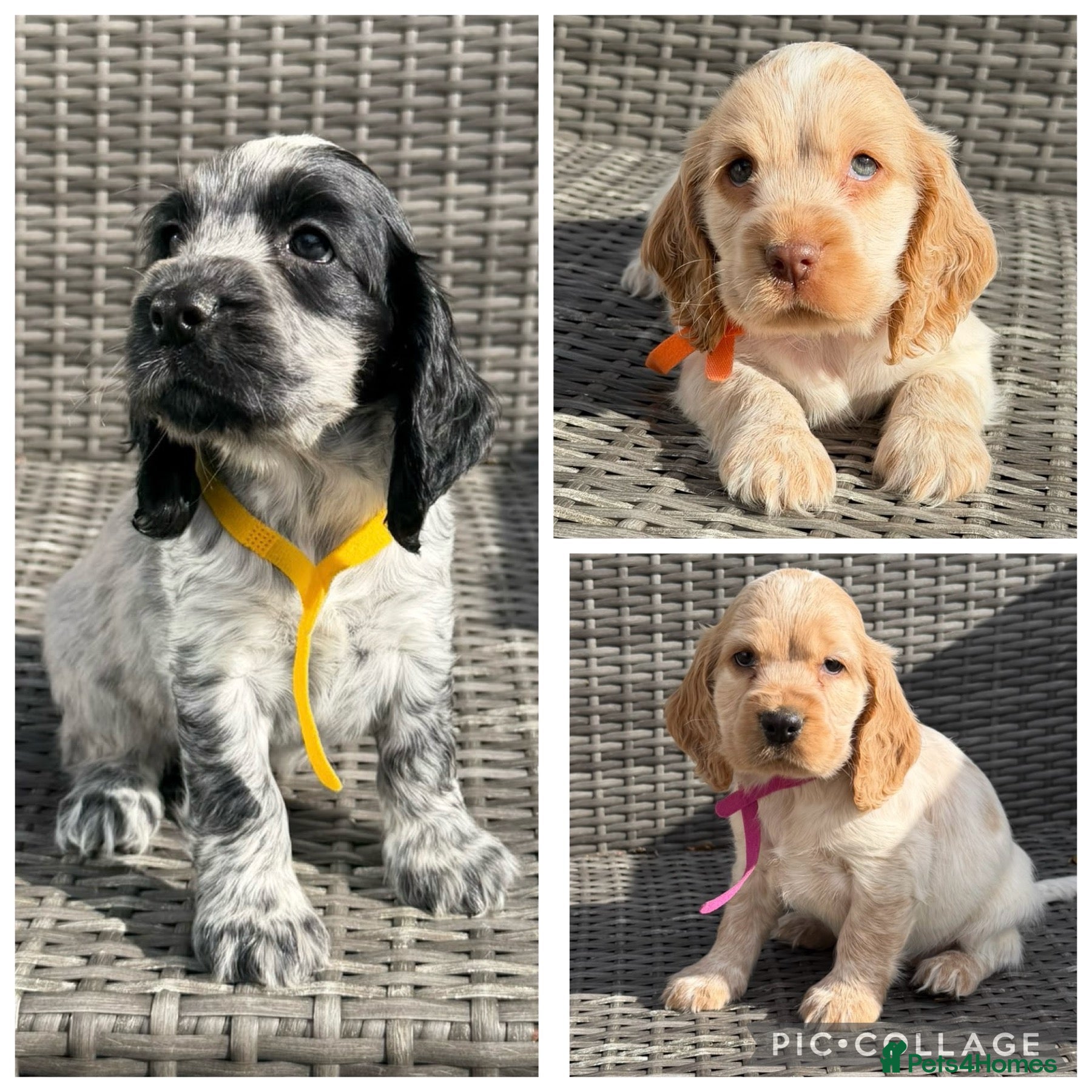 Cocker Spaniel dogs KC registered Cocker Spaniel Pups DNA Tested - Advert 2