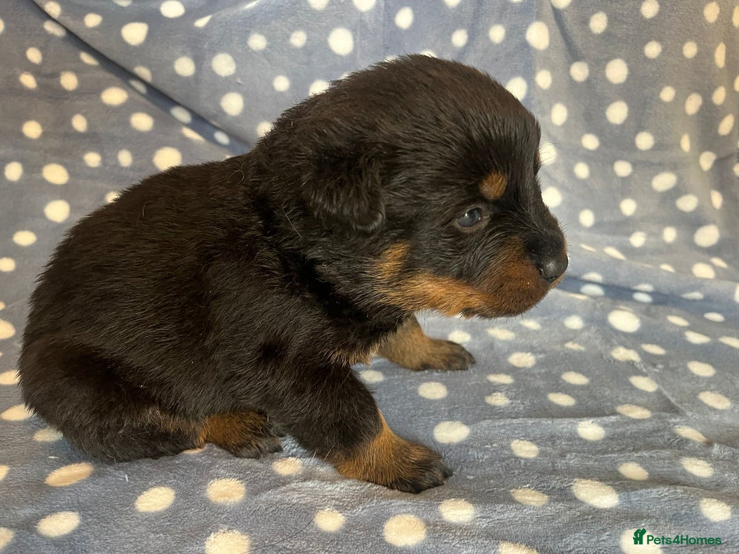 Rottweiler dogs for sale: 🤎🖤🦍 KC REGISTERED 5 ⭐️ BREEDER - Advert 6