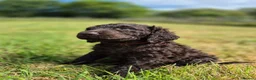 Irish Water Spaniel dogs for sale: Irish Water Spaniels  in Bishop Auckland - Advert 22
