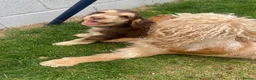Cocker Spaniel dogs for sale: Show type cocker spaniel. Litter due 10/11/26  - Advert 4