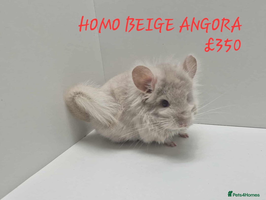 Chinchilla rodents for sale: STUNNING BABIES CHINCHILLA MIX COLOURS AND GENDER  - Image 1