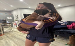 Boxer dogs for sale: KCR pups for sale  - Image 17