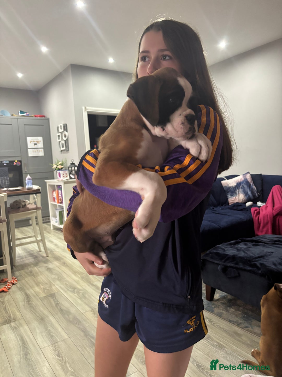 Boxer dogs for sale: KCR pups for sale  - Image 17