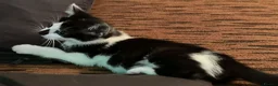 Mixed Breed cats for sale: Kittens for Sale. Ready Now for Loving Homes - Advert 17