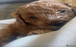 Cavapoo dogs for sale: Lovely cavapoo girl - Image 2