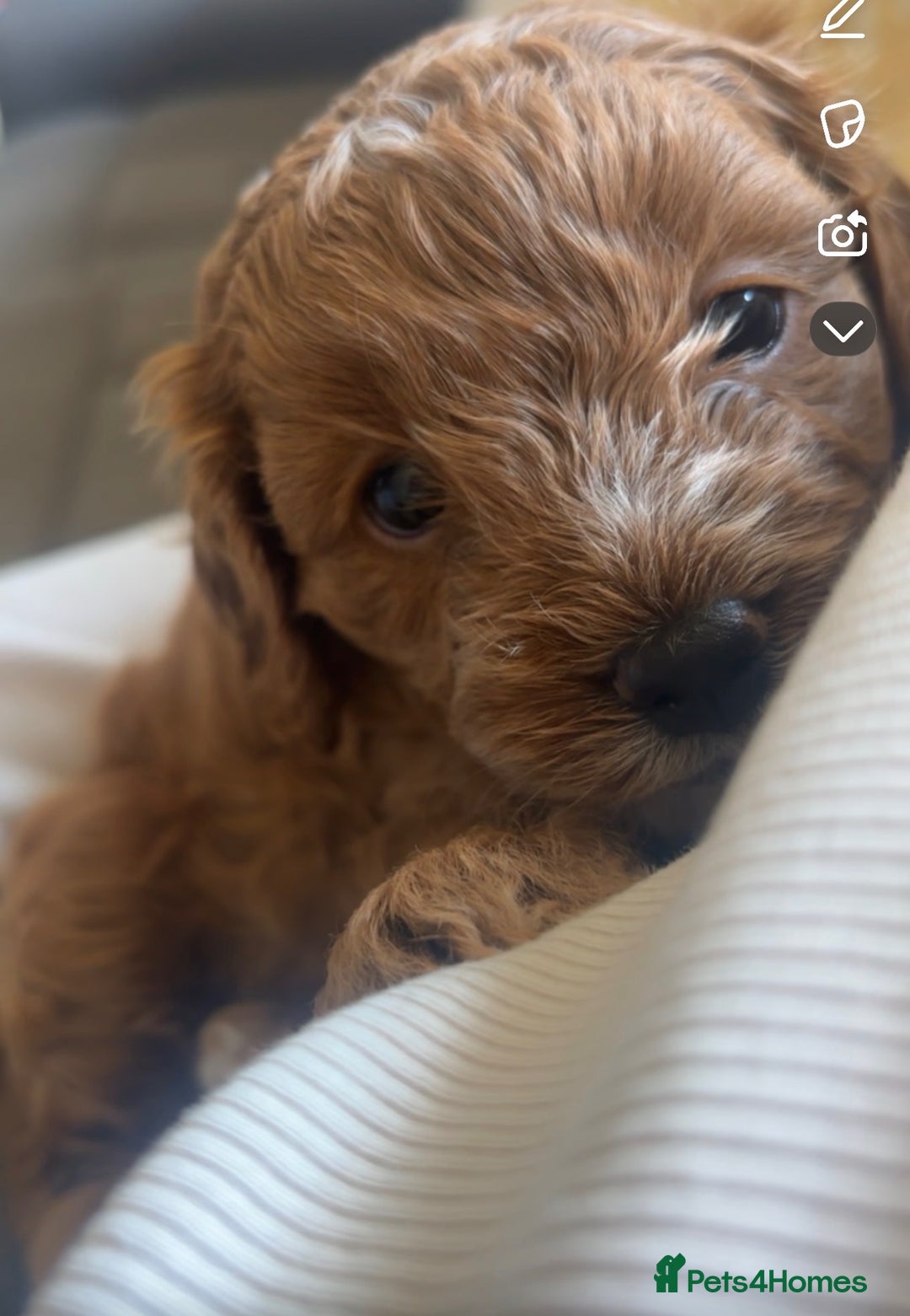 Cavapoo dogs for sale: Lovely cavapoo girl - Image 2