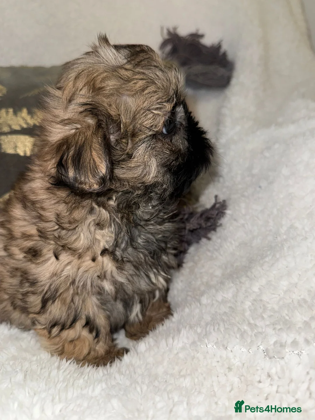 Shih Tzu dogs for sale: 🩷 Stunning Tiny KC Shih Tzu Puppies 💙 - Advert 5