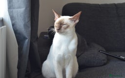 Siamese cats for stud: GORGEOUS WEDGEHEAD TYPE SIAMESE STUD - Image 10